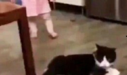 猫咪女孩在线观看,萌动时光，治愈系动画在线观看之旅